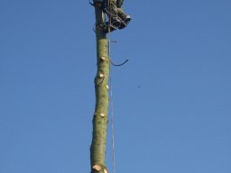 Baumfällung