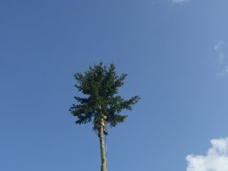 Baumfällung