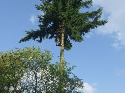 Baumfällung