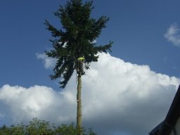 Baumfällung