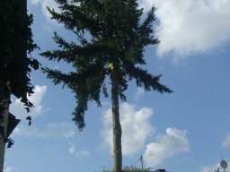 Baumfällung