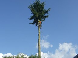 Baumfällung