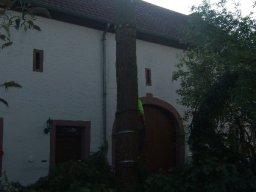 Baumfällung