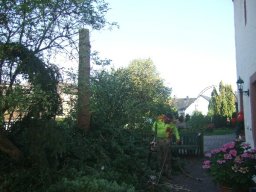 Baumfällung