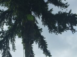 Baumfällung