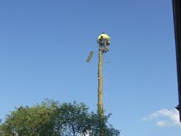 Baumfällung